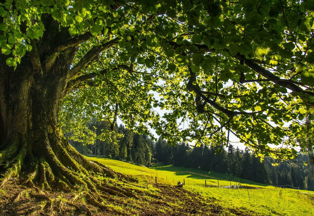 Die Linde: Sanfte Kraft und Heilpflanze