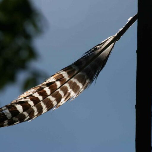 braunweiß gestreifte Feder an Stab im Gegenlicht vor blauem Himmel