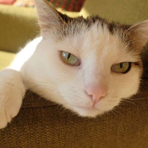 Katzenkopf auf Sessellehne schaut Betrachtende an. Katze Mia