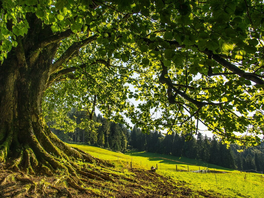 Die Linde: Sanfte Kraft und Heilpflanze