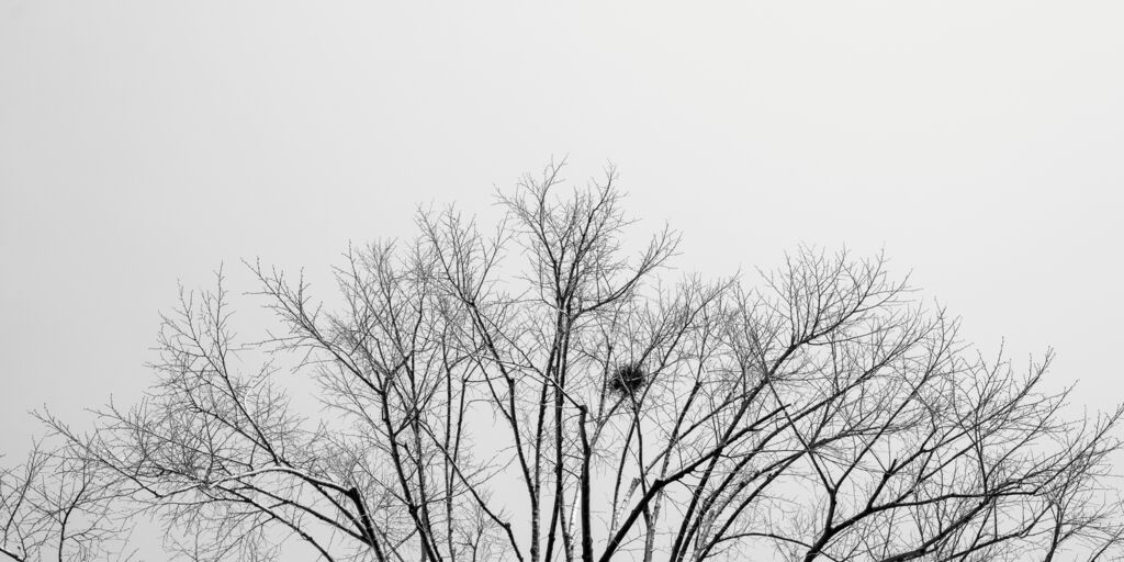 blattloser Baum mit kugelförmigem Nest vor grauem Himmel schwarz-weiß-Foto