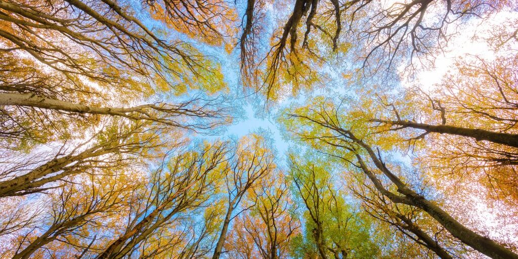 Durchatmen im herbstlichen Wald unter blauem Himmel